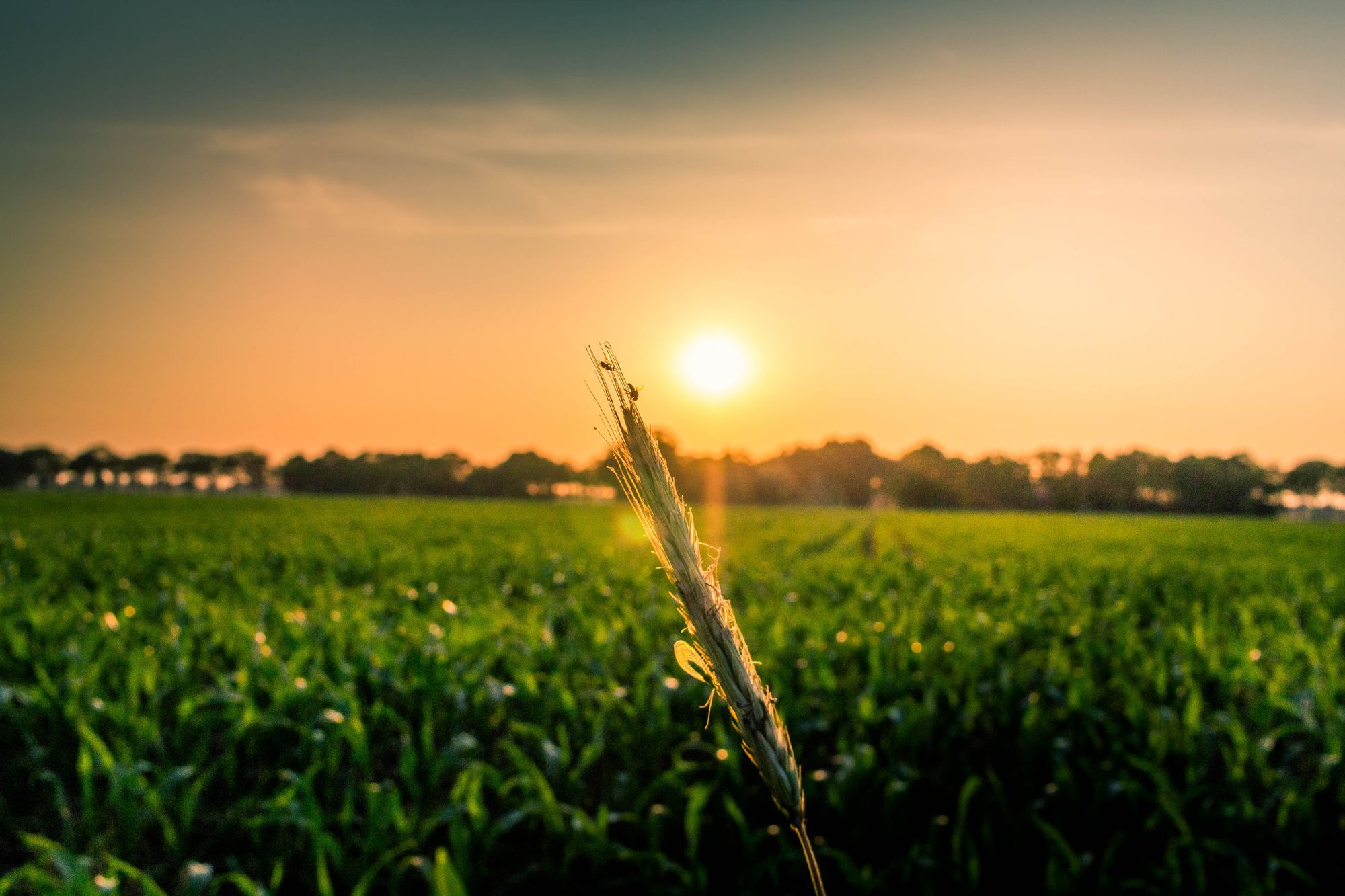 From Seed To Table: How Fintech Will Optimize Food Systems