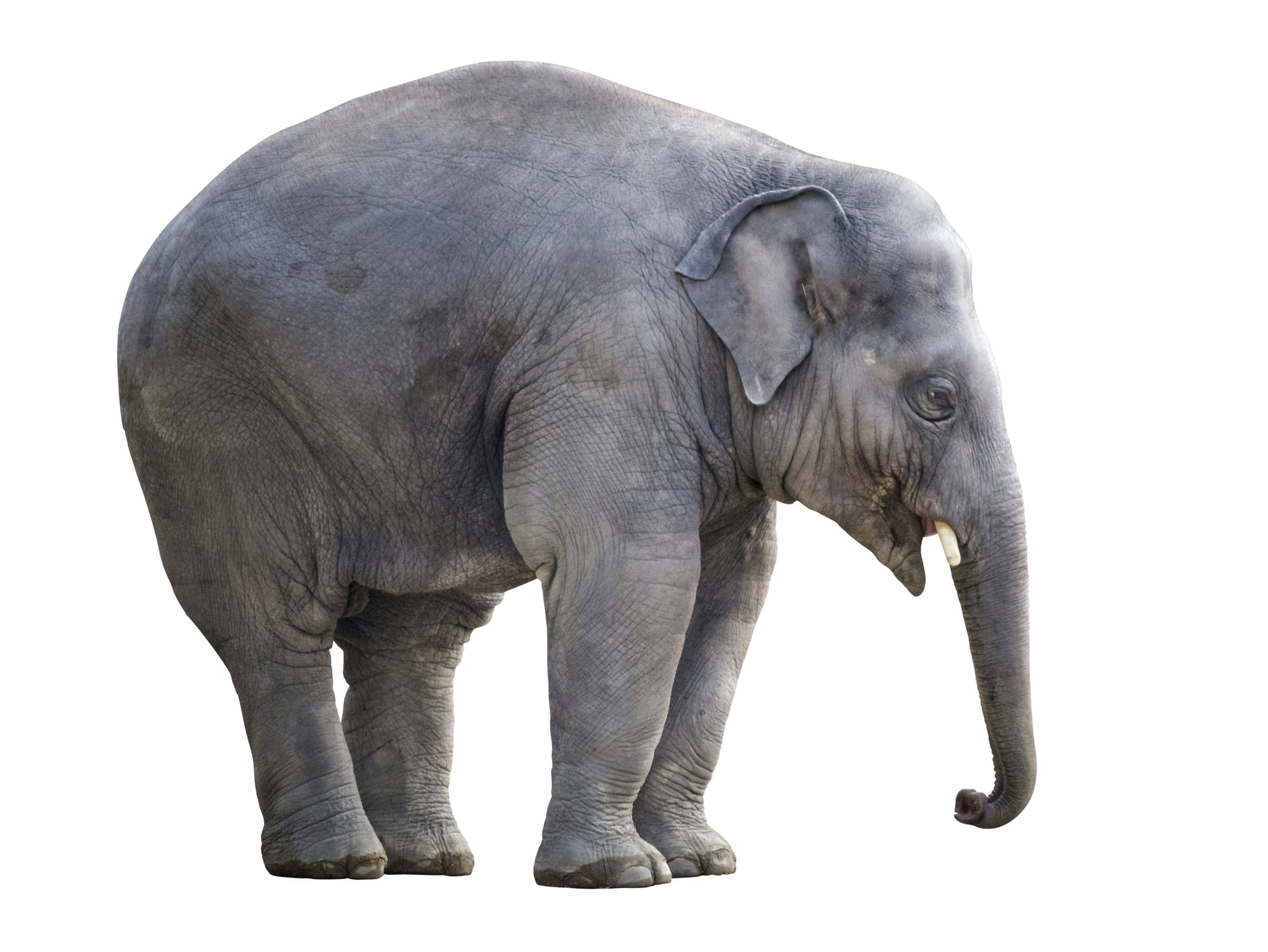 Dominance, Competition & DFC: The Elephant in the Room