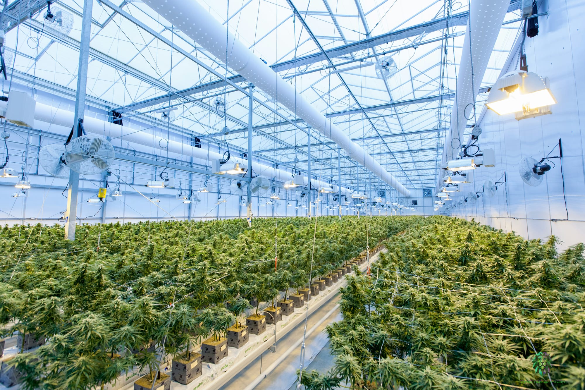 Financing The Stone: How The Cannabis Industry Is Going Digital