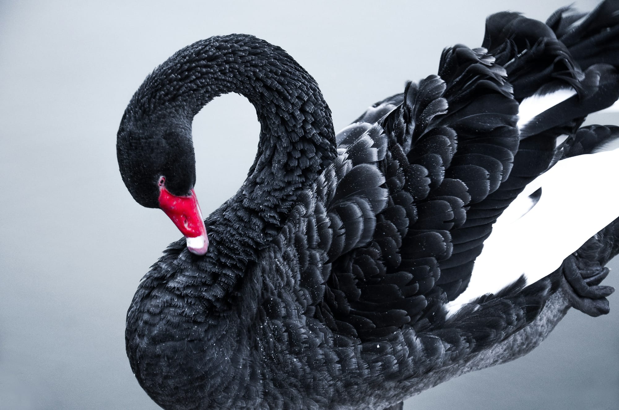 Digital Adoption: The Black Swan Theory