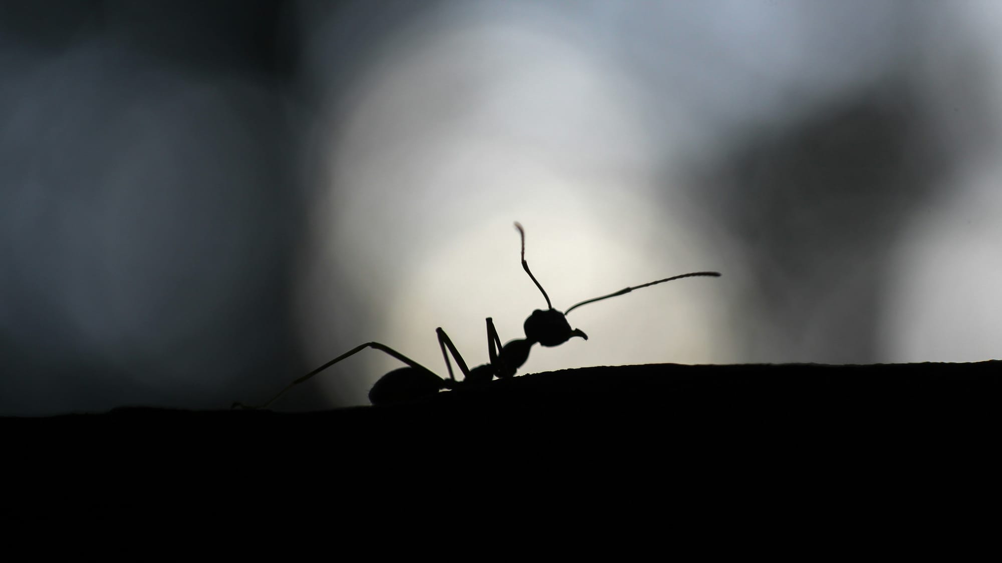 Big Ant, Small World: How China's Ant Group Became A Titan